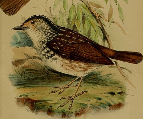 Striped wren-babbler